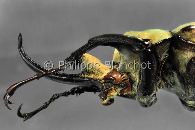 Megasoma elephas.JPG - Megasoma elephas (Portrait)RhinocerosElephant beetleColeopteraDynastidaeMexique